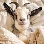 sleeeping-with-your-pet